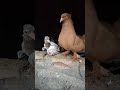 Lakha Kabutar Ka Bacha Bahir Aa Gya PIGEONS STAR VLOGS ️ ️ ️ ️ ️ ️
