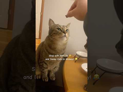 Shaji with Attitude 😼 … and Danby Cuts In Midway! 😂 #cat #fun #catlovers