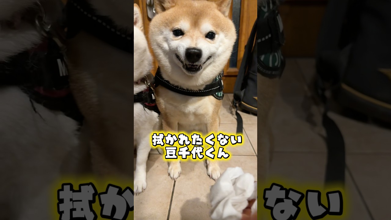 手を拭かれたくない豆千代くん #豆柴