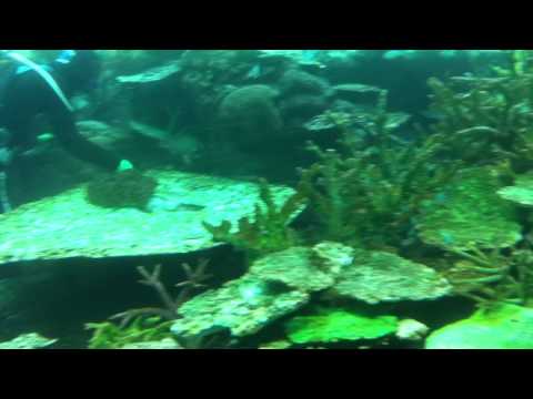会計学科 ユーチューブyoutube.comが名古屋港水族館になった！感動のイルカや魚たち！税理士木村勝則の独り言！経営革新等支援機関近畿財務経済産業局認定木村勝則税理士事務所滋賀県高島市安曇川町