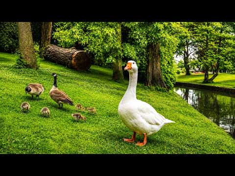 🔴 24/7  Relaxing Park Ambience: Birds, Water & Sunshine for Stress Relief