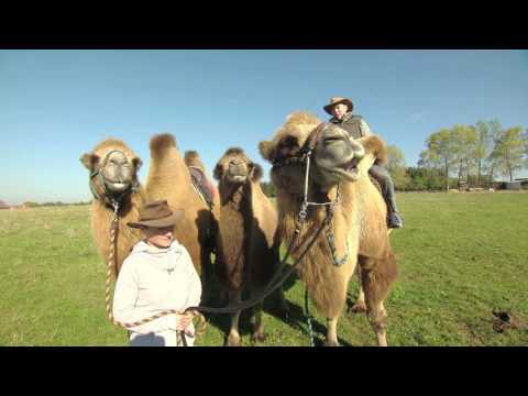 CHOVÁME DOMA VELBLOUDA