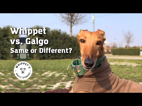 Dog vlog #4 |  Whippet vs. Galgo: Same or Different?