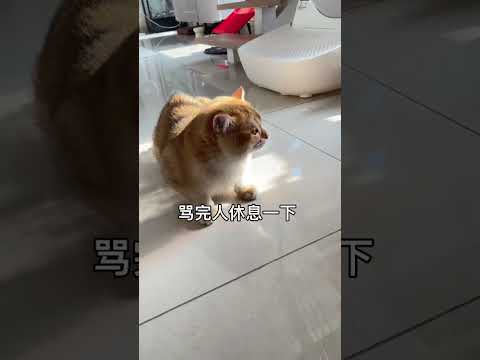 小猫咪吵架吵到一半，突然猪叫是什么意思#猫咪的迷惑行为 #猫