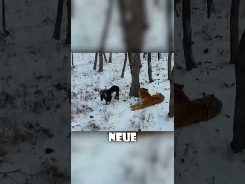 Schlauste oder Dümmste Ziege der Welt