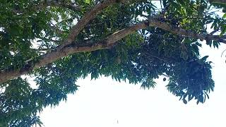 CUIDADO PRA NÃO ME IDOLATRAR