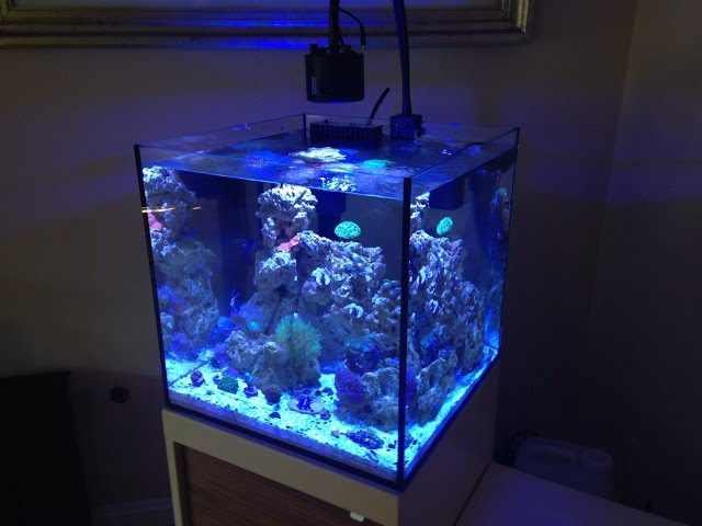 Beautiful Reef Tank - 34 Gal Solana