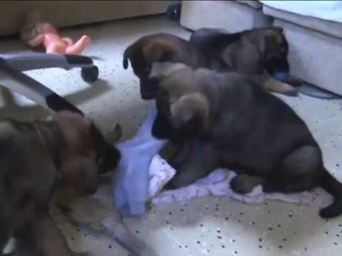 Vrh M z údolí Úpy (Vegas v.d. Burg Hinte x Chalsea z údolí Úpy) - 6 týdnů