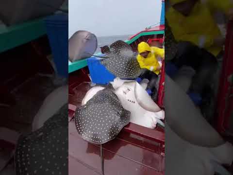Biển động cá đuối hoảng loạn nhảy lên tàu đè cả vào người #fishing #trending