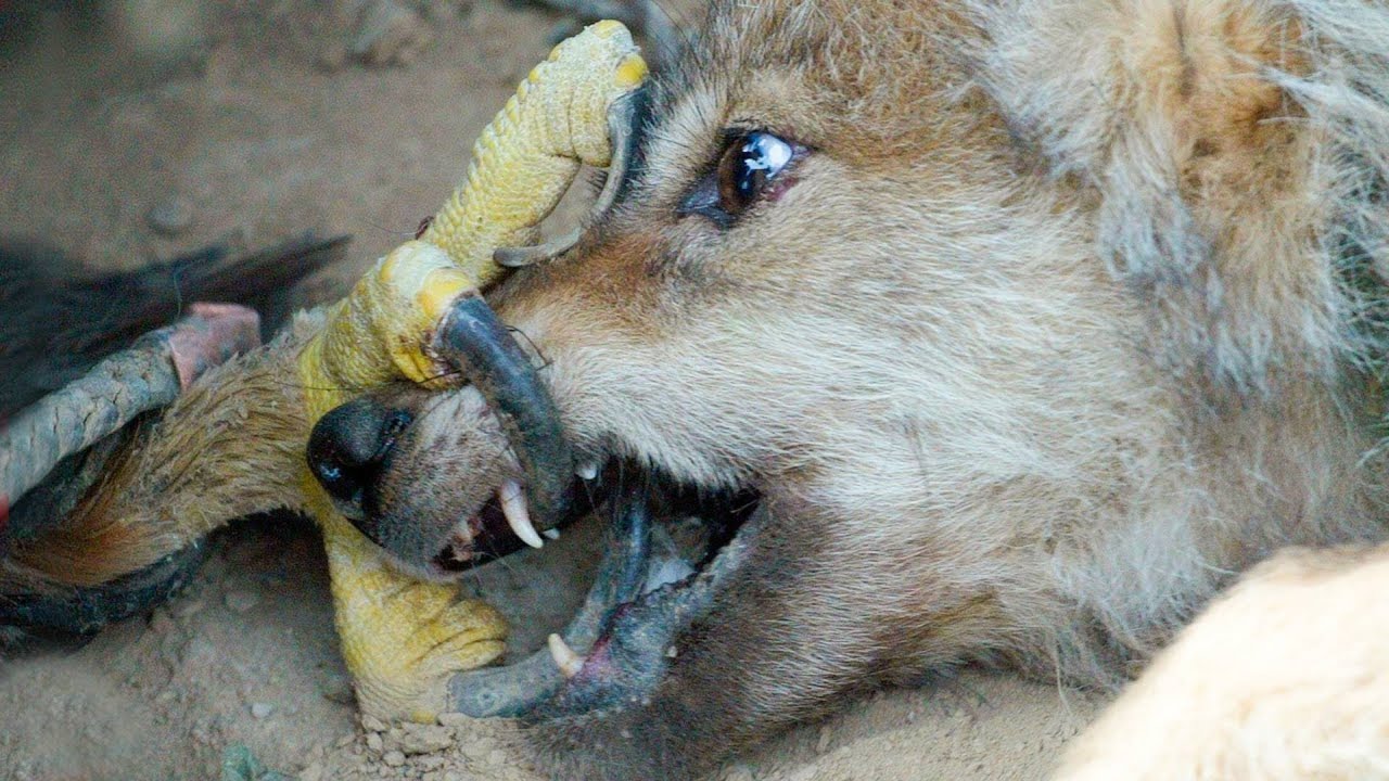 É assim que as águias pegam lobos ... Sem fuga