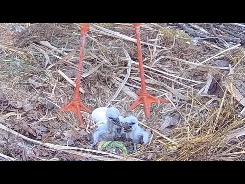 Čápi Bohuslavice | The first duel for the snake | První souboj o hada