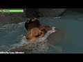 Ice Age The Meltdown 2006 Final Battle With Healthbars
