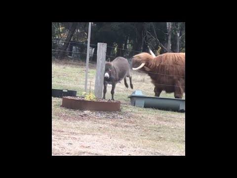 Steer Learns The Hard Way Not To Get Too Close To This Donkey's Food Bin