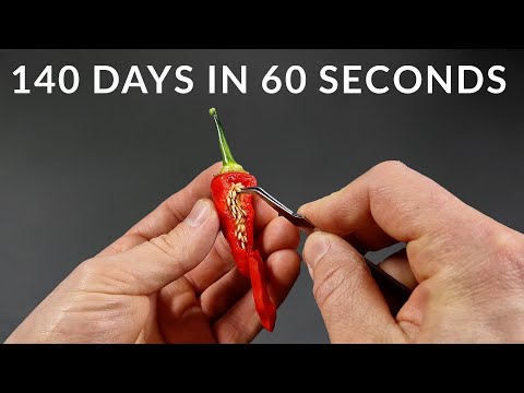 Growing AJI CRISTAL CHILI Time-lapse