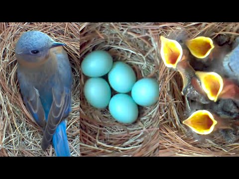 A Fascinating Look at Baby Bluebirds: Time-Lapse Video with Live Nest Box Cam