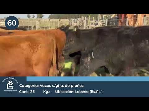 Lote VQ CGP - Lobería Bs As