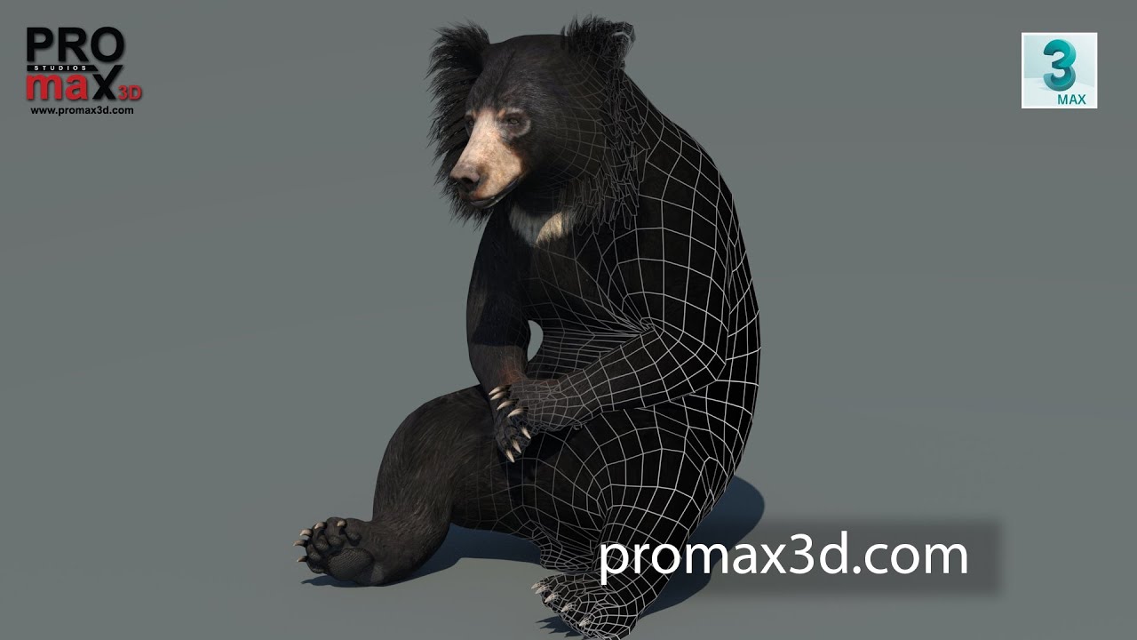 Sloth Bear Animated 3D Model