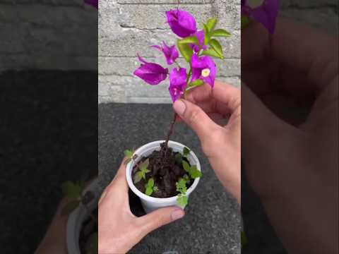 How to make a Bougainvillea cutting 😍