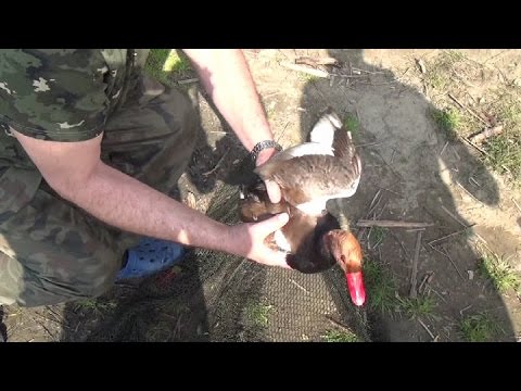 Kaczka złapana na wędkę 