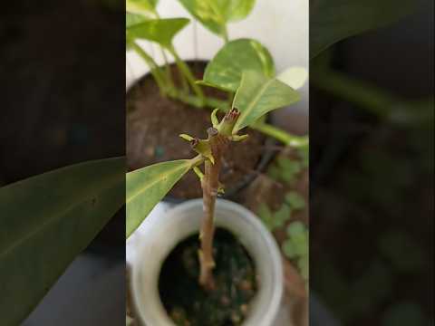 How to grow jamun tree from cutting.