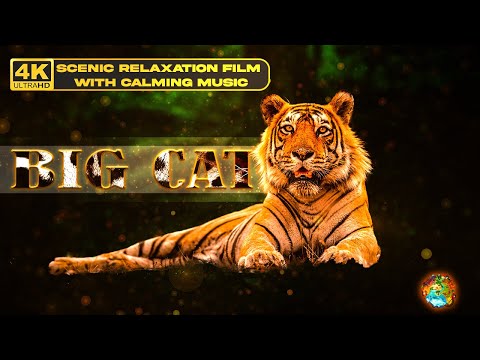 BIG CATS 4K Ultra HD|Tiger | Lion | Cheetah | Jaguar | Lynx | Wildlife With Relaxing Music