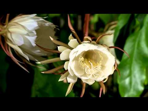 Hoài mong - Ẩn Lan