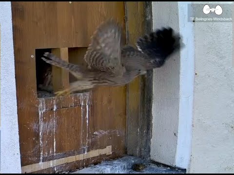 Turmfalken Abflug des Jungvögels - Alles Gute - Beilngries Saison 2023 Zeitlupe