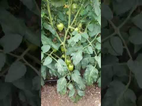 , title : 'planta de tomate con Buen amarre de frutos'