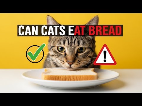 Can Cats Eat Bread? Is Bread Safe or Bad for Cats?