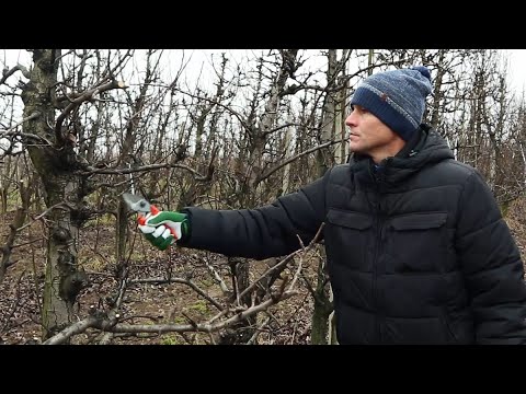 Cięcie gruszy - jak prawidłowo formować grusze?