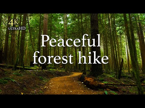 Peaceful rainforest hike to waterfall | 4K Virtual Hike