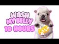 Pibble Wash My Belly 10 Hours