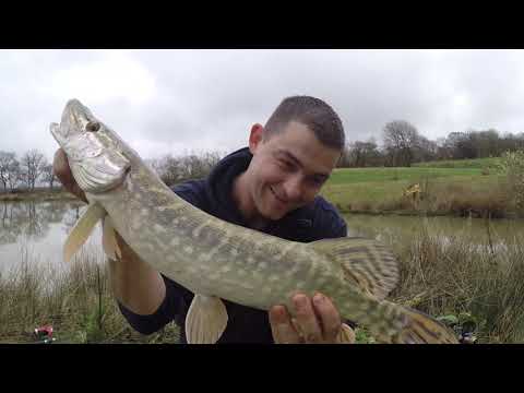 Geddefiskeri med levende agnfisk under flåd