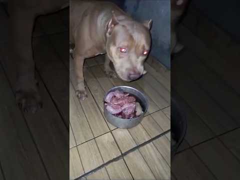 pitmonster comendo carne crua #pitbull #dog #pitmonster #cachorro #diversão #pitbulls