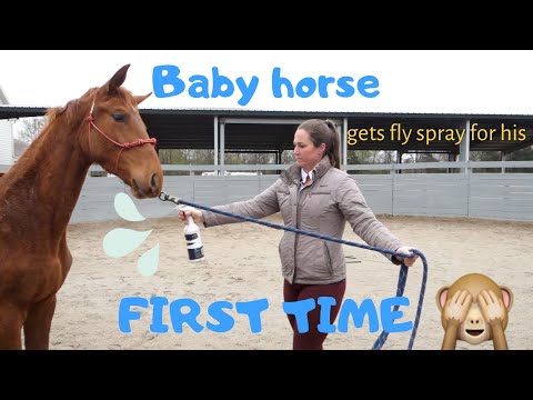 YouTube video about: How to desensitize a horse to fly spray?