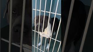 Video preview image #1 Mutt Puppy For Sale in Pasadena, CA, USA