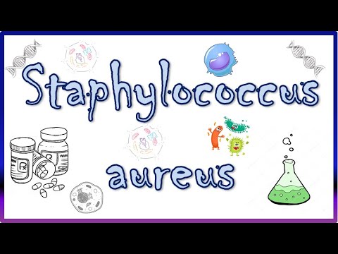 Staphylococcus aureus