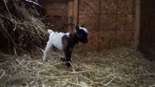 preview picture of video 'Baby goats less than 48 hours old'