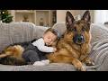Dogs Protecting Their Owners ️