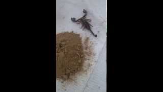 Black scropion for sale