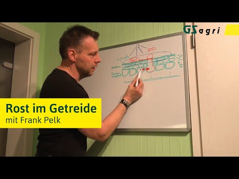Wie etabliert sich Rost im Getreide? Erfolgreich Rost bekämpfen.