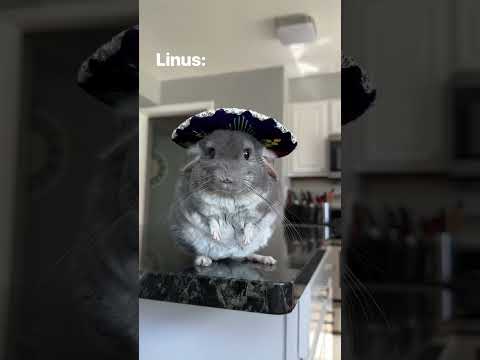 Happy Chinco de Mayo! Who was your fav? 🐭 #shorts #pets #cincodemayo