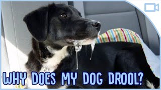 Why Does My Dog Drool So Much?