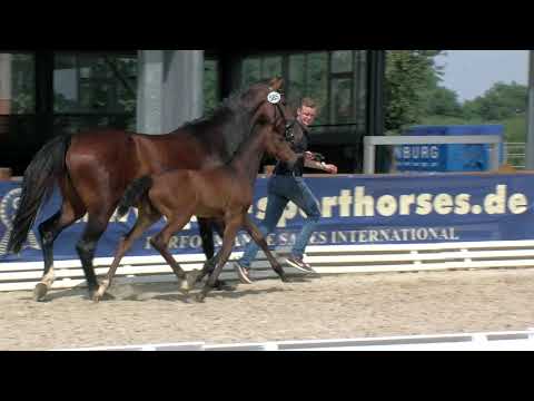 Schulze Wierling, Conthargos-Casper-Cathanos