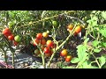 Dmax Tomato The Money Maker Secret For Success