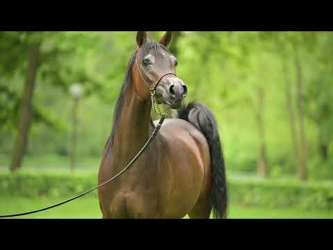 𝐀𝐋𝐒𝐀𝐍𝐃𝐑𝐈𝐍𝐀 (𝐄𝐪𝐮𝐚𝐭𝐨𝐫 𝐱 𝐀𝐥𝐡𝐚𝐬𝐚, 𝐛𝐲 𝐆𝐚𝐧𝐠𝐞𝐬), 𝟐𝟎𝟐𝟎 𝐌𝐚𝐫𝐞 - PRIDE OF POLAND 2023