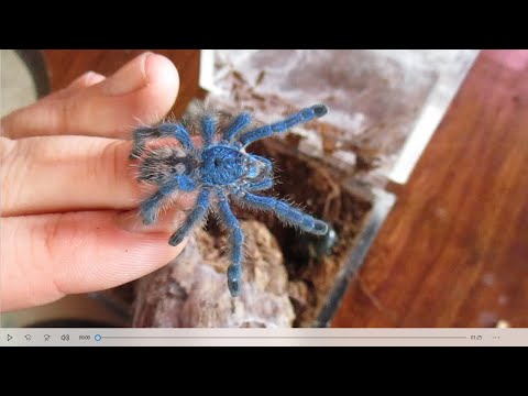 Sklípkavec antilský (Caribena versicolor) — starostlivosť, presádzanie a chov najkrajšieho karibského sklípkavca