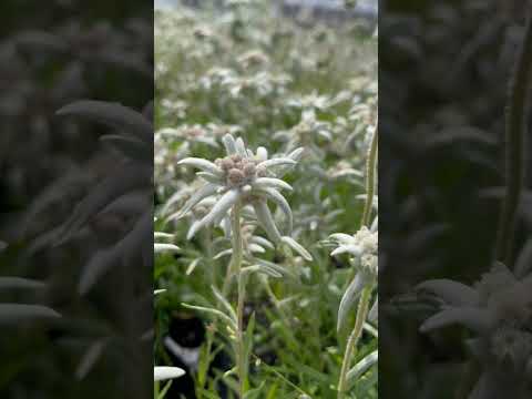 園芸 エーデルワイス