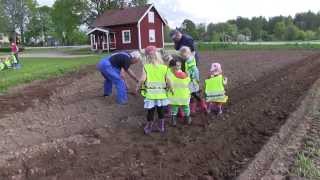 preview picture of video 'Snavlunda skola sår ett frö för framtiden. Del 1. Förskolebarnen sätter potatis.'