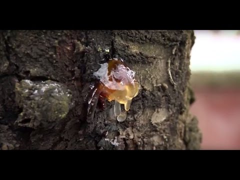 Hogyan segíti a cink kenőcs a pinwormokat